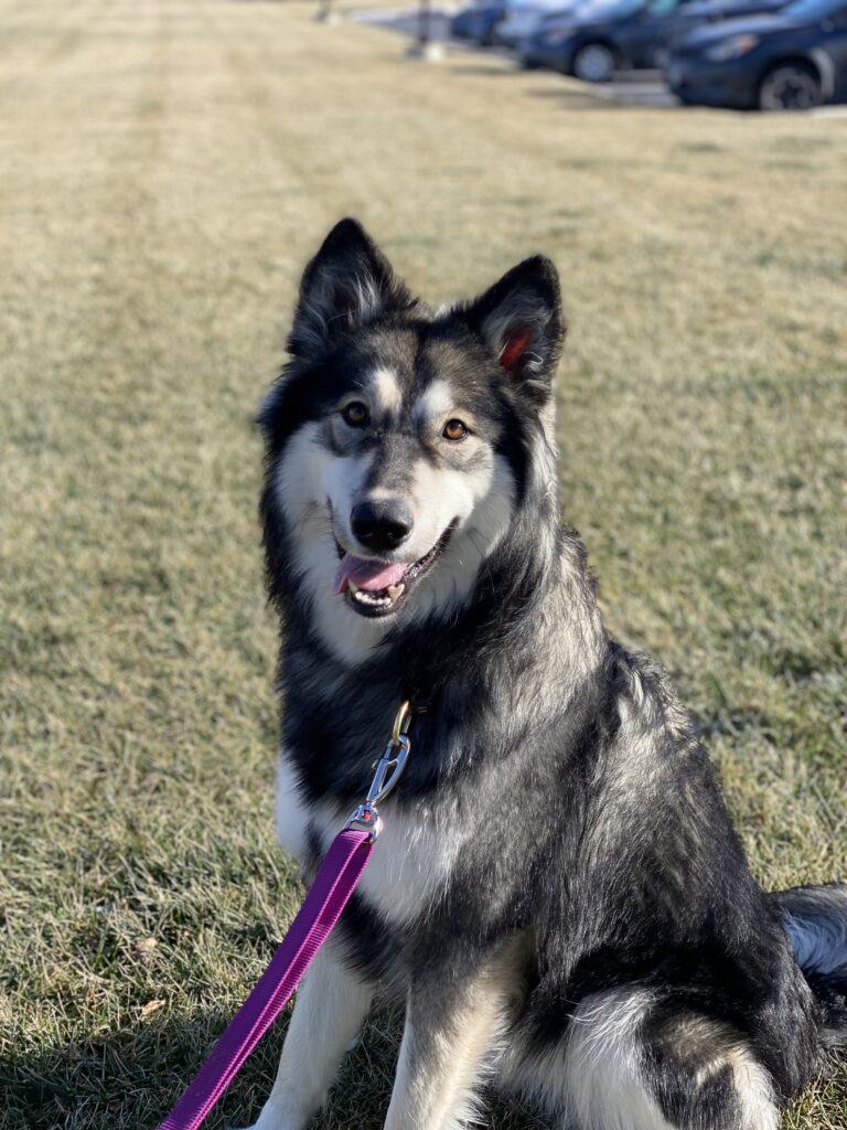 Obedience Training